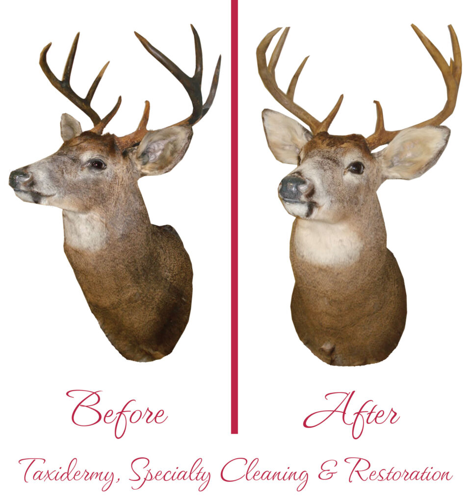 Taxidermy-Before-and-After